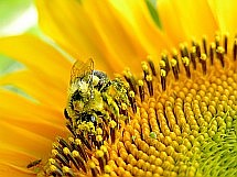 symbióza človeka a včiel