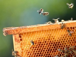 Včelár ak ponechá včelám na zimu len jeden druh medu, tak sa môžu vyskytnúť problémy, pretože med s vysokým obsahom glukózy v plástoch skyštalizuje a včely v zime nemajú možnosť doniesť vodu, aby takýto med rozpustili. Často včelári miešajú cukrový roztok o hmotnostnom pomere 3:2 cukru a vody lebo 1:1. Invertáza repného cukru pre včely nie je zadarmo. Pokial je v záujme včelára ušetriť, hľadá čosi lepšie: Fruktóza je monosacharid, tento cukor je pre včely ľahko stráviteľný a v plástoch nekryštalizuje. Preto